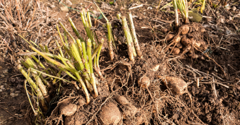 La protection des dahlias en hiver