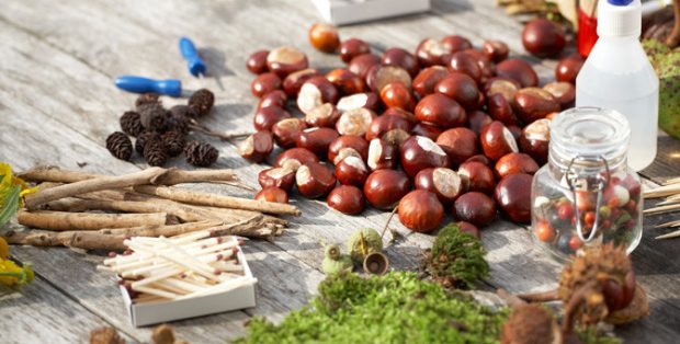 Réaliser des animaux rigolos avec des marrons
