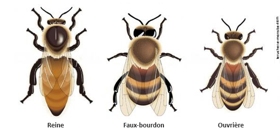 la reine, le faux-bourdon et l'ouvrière