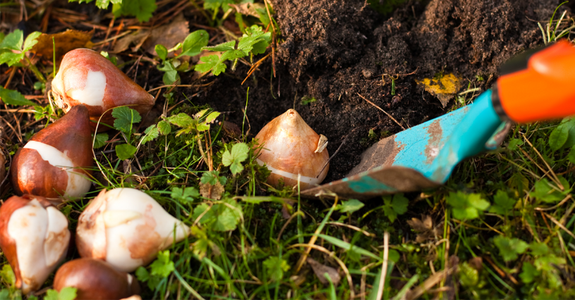 Bulbes de fleurs initiatives