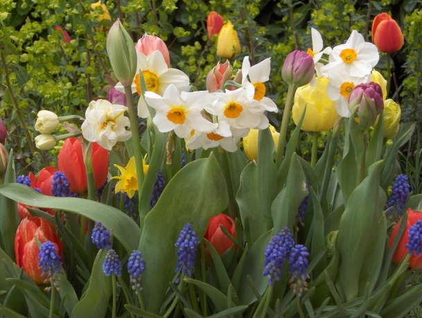 fleurs de printemps