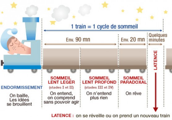 le cycle de sommeil