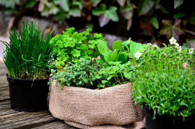 les plantes aromatiques, basilic, romarin, thym
