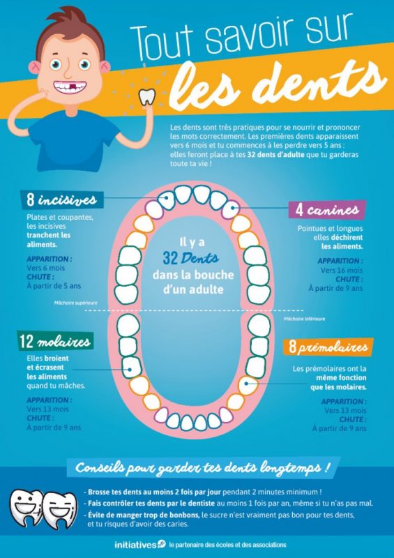 infographie tout savoir sur les dents