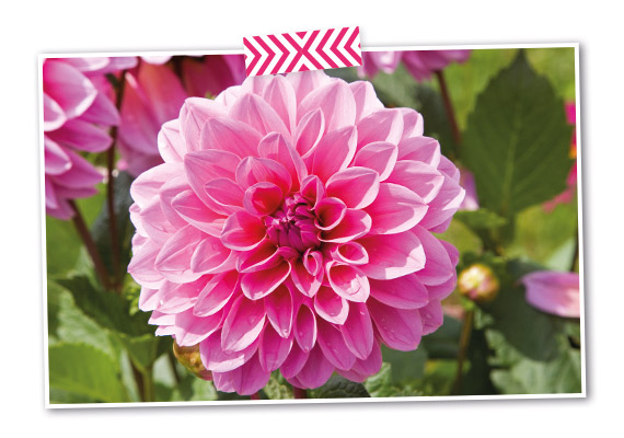 fleurs pour associations sportives