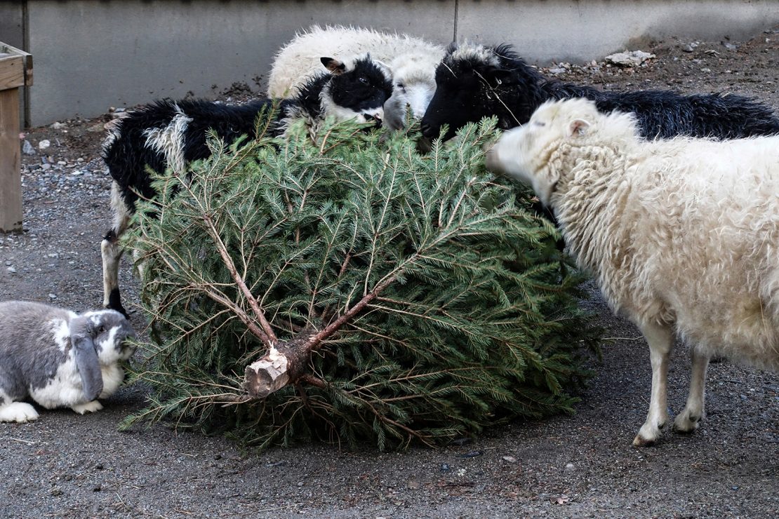 un couronne de Noël en sapin