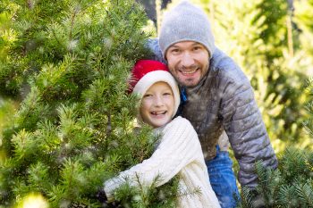 comment recycler son sapin après les fêtes