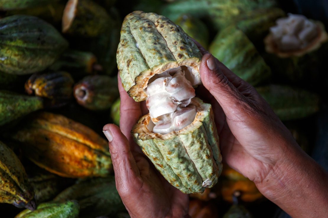 fève de cacao, la culture du cacao dans le monde. Alex olivier, les chocolats du coeur et Alex olivier.
