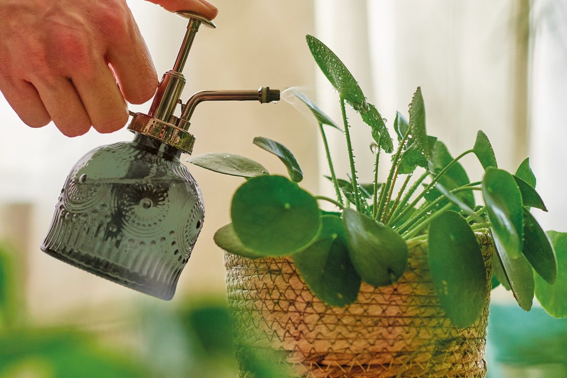 Vaporiser sa plante verte - Piléa - Initiatives fleurs et nature
