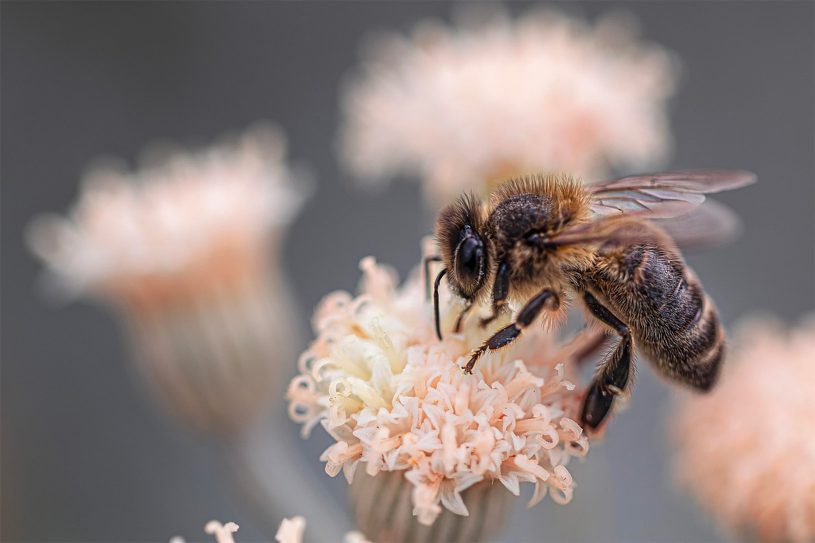les abeilles, de petites ouvrières