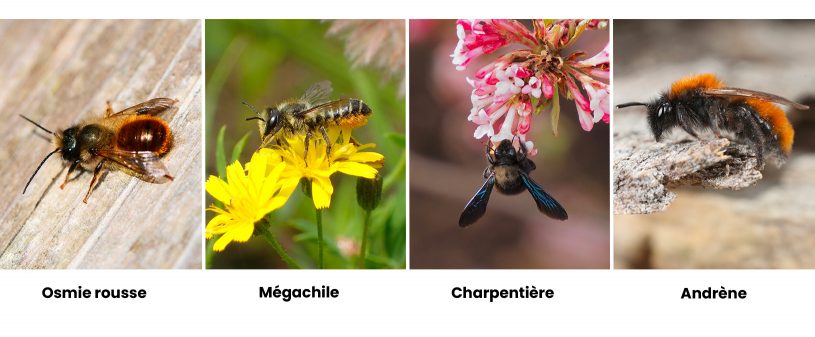 osmie rousse, mégachile, charpentière, andrène