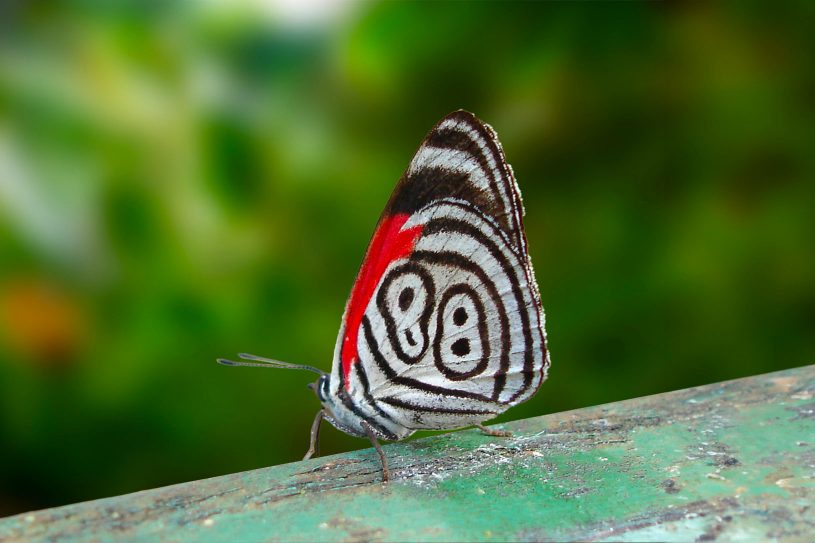 Papillon 88